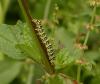 Cucullia scrophulariae